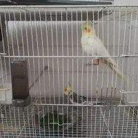 عروس هلندی مولد بضمانت