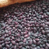 فروس لوبیا قرمز