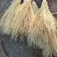 گسک(جارو گیاهی)