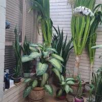 فروش دیفن وذرتی|گل و گیاه طبیعی|شیراز, تندگویان|دیوار