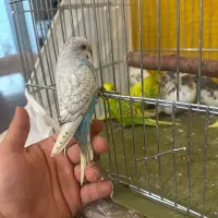 جوجه مرغ عشق دستی