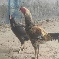 مرغ وخروس لاری