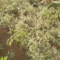 گل زینتی دونه۱۸۰هزار|گل و گیاه طبیعی|اصفهان, بوستان ناژوان|دیوار