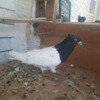 کفتر رنگی سینه .کله.