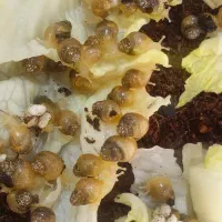 حلزون|خزنده|اصفهان, چرخاب|دیوار