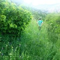 فروش زمین ۱ هکتار باغ فندوق