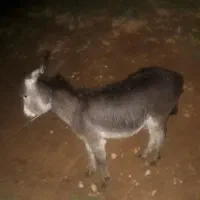 کرخر (الاغ) نر