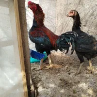 مرغ|حیوانات مزرعه|مشهد, گرجی علیا|دیوار