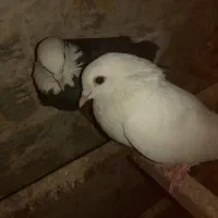 کبوتر تهرانی