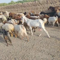 فروش یک بز سه قلو زا