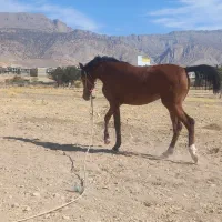 سلام یک عدد کره مادیان کرد|اسب و تجهیزات اسبسواری|ایلام, |دیوار