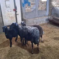 میش و بره دوقلو|حیوانات مزرعه|بروجرد, |دیوار