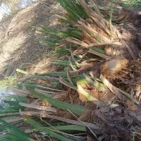 پاجوش (جنگ)درخت ربی و مضامفتی ۴۰۰اصله)