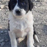 سگ ماده پوز کوتاه فروشی|سگ|آرادان, |دیوار