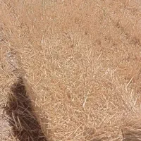 فروش کلش جو آبی