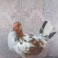 یک‌جوجه‌گلین‌‌خال‌سوزنی‌خروس2ماهه‌معاوضه‌هم‌میکنم