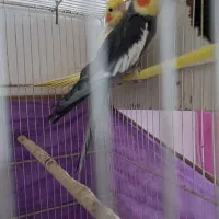 عروس هلندی|پرنده|کوهسرخ, |دیوار