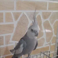 عروس هلندی وایت فیس نر