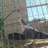 دمگیر ماده