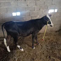 گاو با گوساله ماده بزرگ