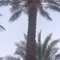 درخت گرازی انجام میشود هرتعداد که باشن|خدمات باغبانی و درختکاری|بم, |دیوار