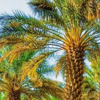 ‌چند‌نفر‌برای‌کار‌نخل‌