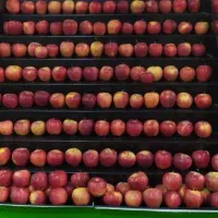 پالت میوه دوربین|فروشگاه و مغازه|کرج, شهرک فهمیده|دیوار