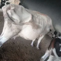 گاوشیری با گوساله|حیوانات مزرعه|بیله سوار, |دیوار