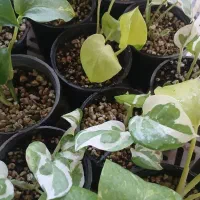 گلدونهای زیبا وجذاب