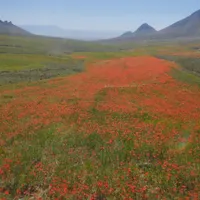 همه کار انجام میدهم