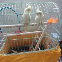 خرید و فروش پرنده طوطی کاسکو|پرنده|شیراز, زرهی|دیوار