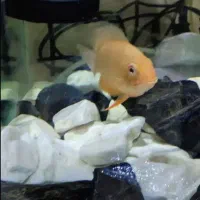 ماهی اسکار و سورم