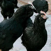 تخم مرغ نطفه دار نژاد مرندی|حیوانات مزرعه|نجف‌آباد, گلدشت|دیوار