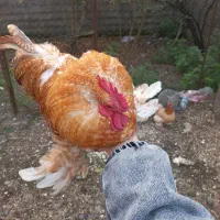 مرغ کوشین کُرچ