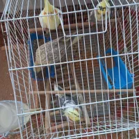 یک جفت عروس هلندی نر و ماده