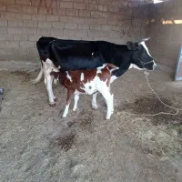 گاو و گوساله داشتی|حیوانات مزرعه|پلدختر, |دیوار