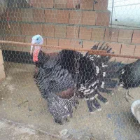 دوتا بوقلمون نر و ماده