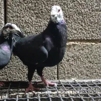 کفتر بزک کله فشنگی