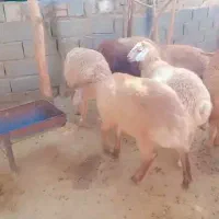 بره نر هفت راس