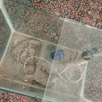 آکواریوم با وسیله|ماهی|رفسنجان, |دیوار