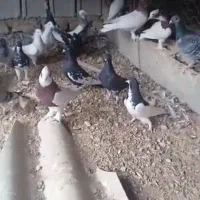 تعدادی جوجه ۴ ماهه و ۱۴ جفت مسافتی وبهبهونی