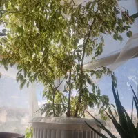 گل بنجامین ابلق|گل و گیاه طبیعی|ارومیه, |دیوار