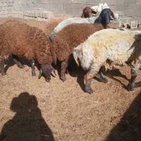 ۶عدد بره قوچی ۱۰ ماه فقد سرپایی بیا نگاه کن|حیوانات مزرعه|مشهد, شهرک شهید باهنر|دیوار