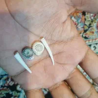 مهره اصل دریایی|کلکسیون اشیاء عتیقه|قم, کاسه گران|دیوار