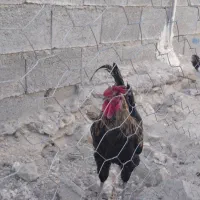 خروس محلی|حیوانات مزرعه|کوه چنار, |دیوار