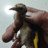 سهره لچک سیاه|پرنده|تبریز, |دیوار