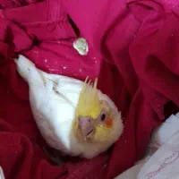 جوجه لوتینو