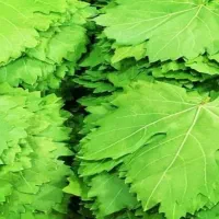 برگ مو بومی بدون سمپاشی