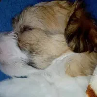 توله سگ شیتزو تریر