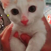 گربه ی سفید گمشده نژاد DSH